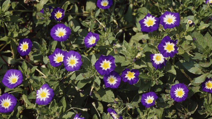 ��������� ��������� �� ��������������� �� ����������� ������