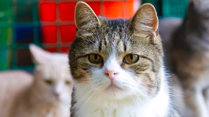 ����������� ������� "����������" ����������� ������ ��� ������� ������